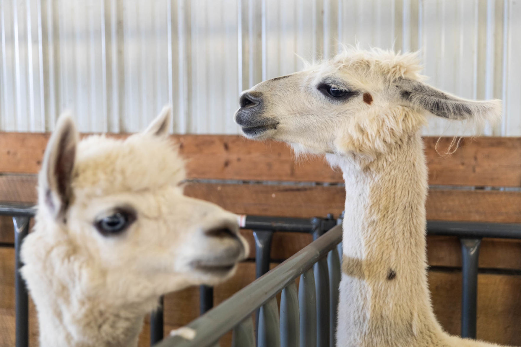 0807_wdo_oswegocountryfair_SS4.JPG